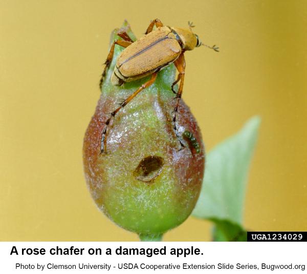 Rose chafers attack flowers, fruit, and foliage.